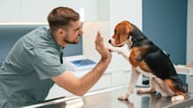 What to Expect at Your Dog’s First Vet Visit