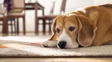 Do Dogs Get Seasonal Depression?