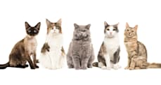 Cat Breeds