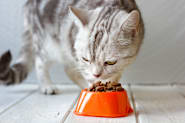 Petco Pet Education Center