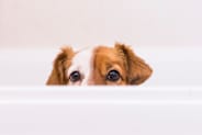 Petco Pet Education Center