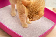 Petco Pet Education Center