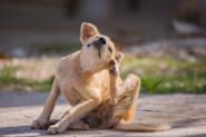 Petco Pet Education Center