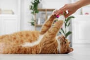 Petco Pet Education Center