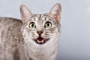 Petco Pet Education Center