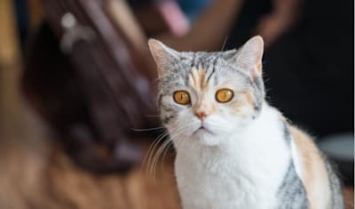 American Wirehair Breed Facts and Information