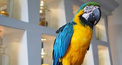 What's Your Parrot Saying? Decode Their Body Language Signals