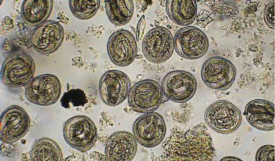 Cat Roundworms: How to Identify, Treat, & Prevent in Your Cat