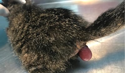 Feline Rectal Prolapse: Symptoms, Causes, Diagnosis, and Treatment