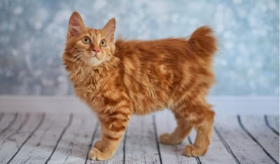 American Bobtail Breed Facts and Information
