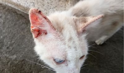 Cat Scabies (Notoedric Mange): Symptoms, Diagnosis, Treatment