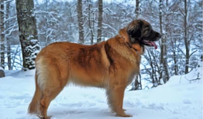 Leonberger Breed Facts and Information