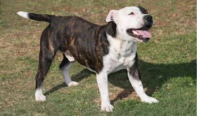 Staffordshire Bull Terrier Breed Facts and Information