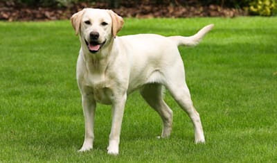 Labrador Retriever