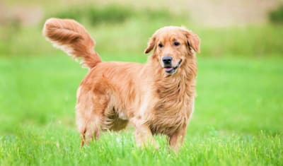 Golden Retriever