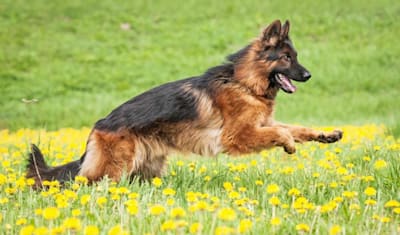 German Shepherd Dog Breed Information, Characteristics & Fun Facts