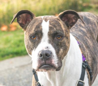 American Pit Bull Terrier Dog Breed Information, Characteristics & Fun Facts