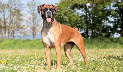Boxer Dog Breed Information, Characteristics & Fun Facts