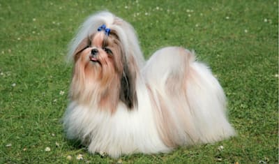 Shih Tzu