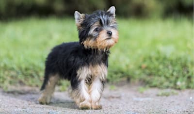 Yorkshire Terrier Dog Breed Information, Characteristics & Fun Facts