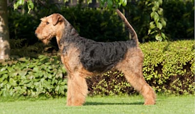 Airedale Terrier Dog Breed Characteristics and Information
