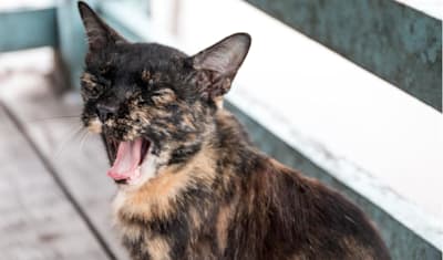 Coughing in Cats: Causes, Symptoms, Diagnosis, and Treatment