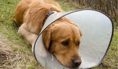 Hot Spots in Dogs: Symptoms, Causes, Treatment & Prevention Guide