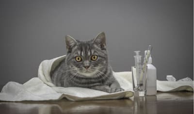 Feline Panleukopenia (Cat Distemper): Symptoms, Treatment, Prevention