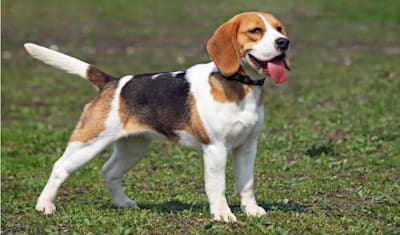 Beagle Dog Breed Information, Characteristics & Fun Facts