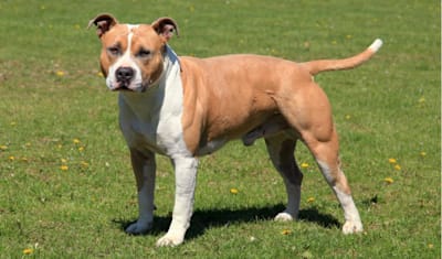 American Staffordshire Terrier Breed Facts and Information