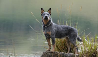 Australian Cattle Dog Breed Facts and Information