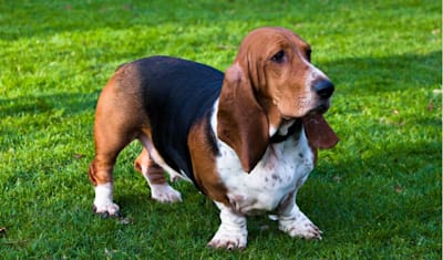 Basset Hound Breed Facts and Information