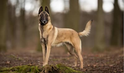 Belgian Malinois Breed Facts and Information
