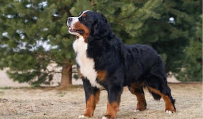 Bernese Mountain Dog Breed Facts and Information