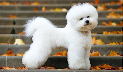 Bichon Frise Breed Facts and Information
