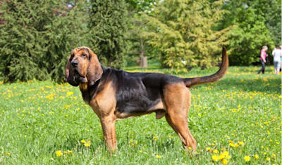 Bloodhound Breed Facts and Information