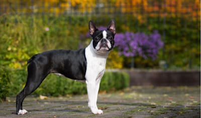 Boston Terrier Facts and Information