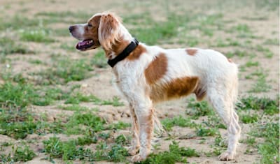 Brittany Breed Facts and Information