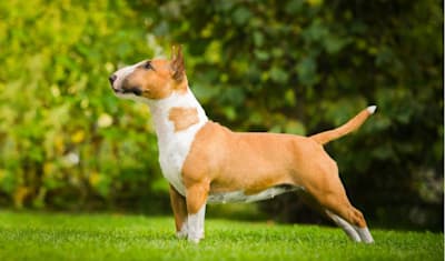 Bull Terrier