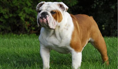 Bulldog