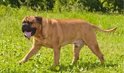 Bullmastiff Breed Facts and Information