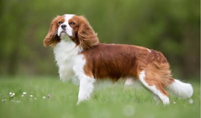 Cavalier King Charles Spaniel Breed Facts and Information
