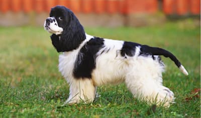 Cocker Spaniel Breed Facts and Information