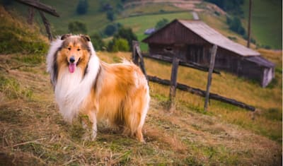 Collie Breed Facts and Information