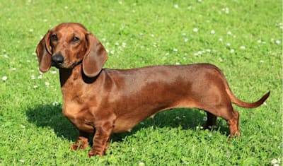 Dachshund