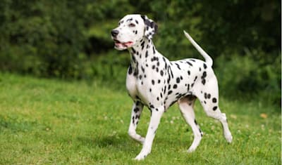 Dalmatian Breed Facts and Information