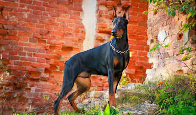Doberman Pinscher