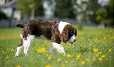 English Springer Spaniel Breed Facts and Information