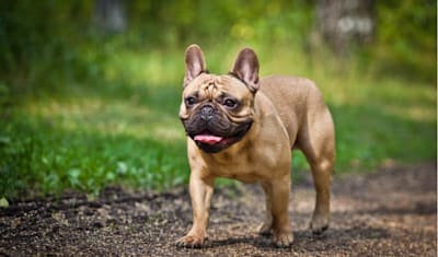 French Bulldog Facts and Information