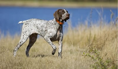 German Shorthaired Pointer Breed Facts and Information
